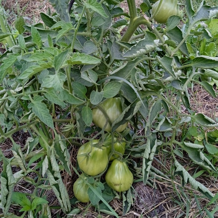 les-semences-de-l-ombelle-tomate-c-ur-de-b-uf-de-nice-graines-bio image 2