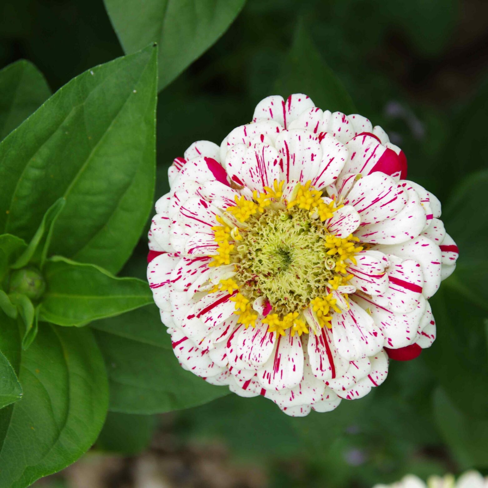 les-semences-de-l-ombelle-zinnia-en-m-lange-bio-graines image 3
