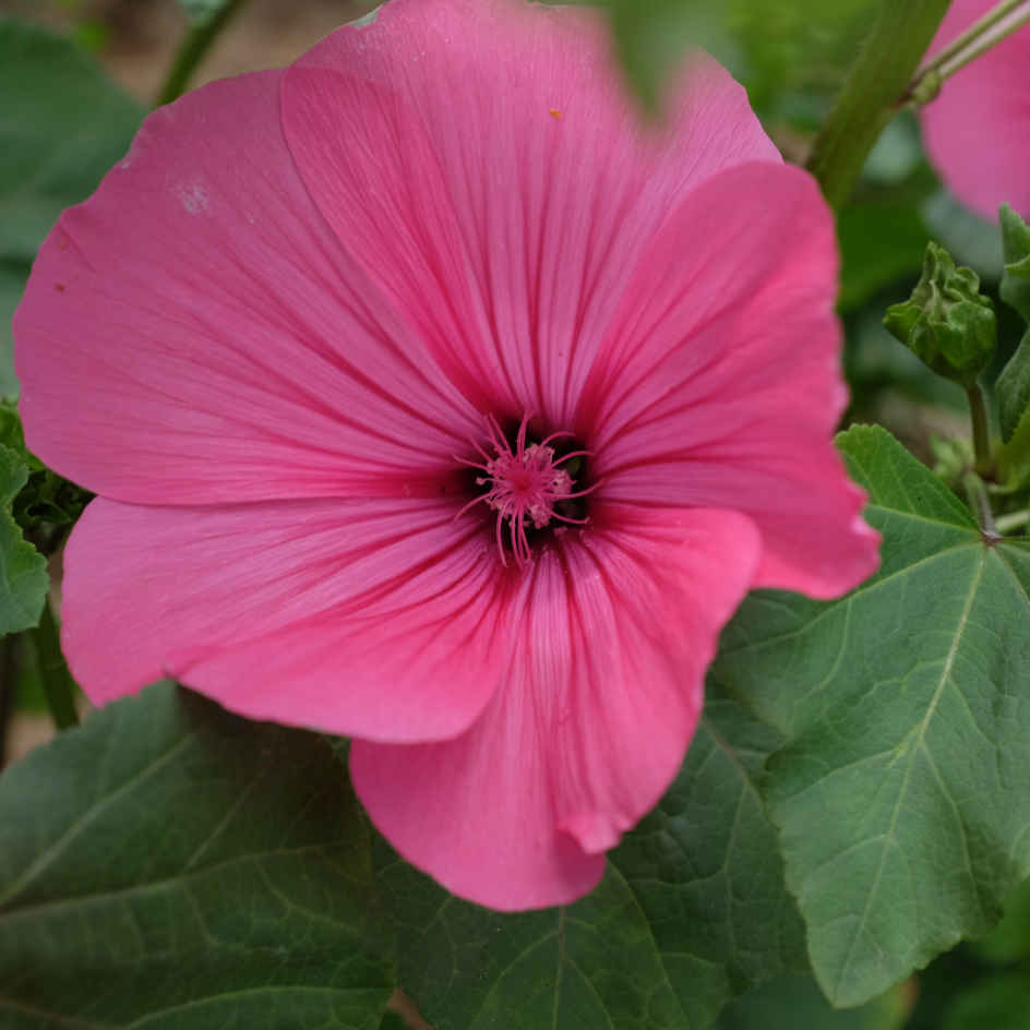 la-bo-te-graines-ruby-regis-graines-lavat-re-bio-rose image 3