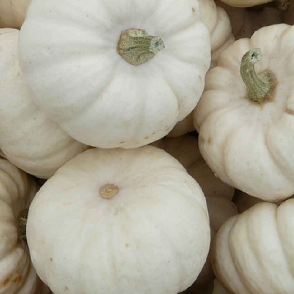 la-bo-te-graines-courge-baby-boo-graines-l-gumes-bio-blanche image 1