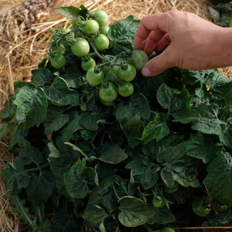 la-bo-te-graines-tomate-gold-robin-graines-l-gumes-bio-pot image 2