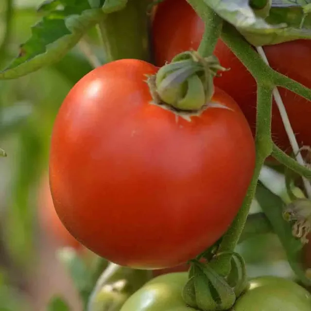 ferme-de-sainte-marthe-graines-potag-res-tomate-burpee-delicious-ab-sachet-gros- image 1