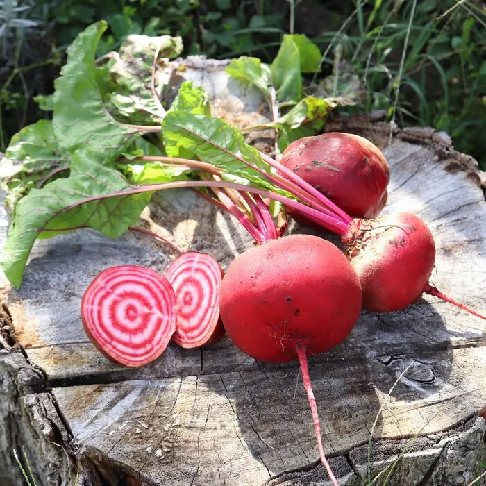 les-semences-de-l-ombelle-betterave-tonda-di-chioggia-graines-bio image 1