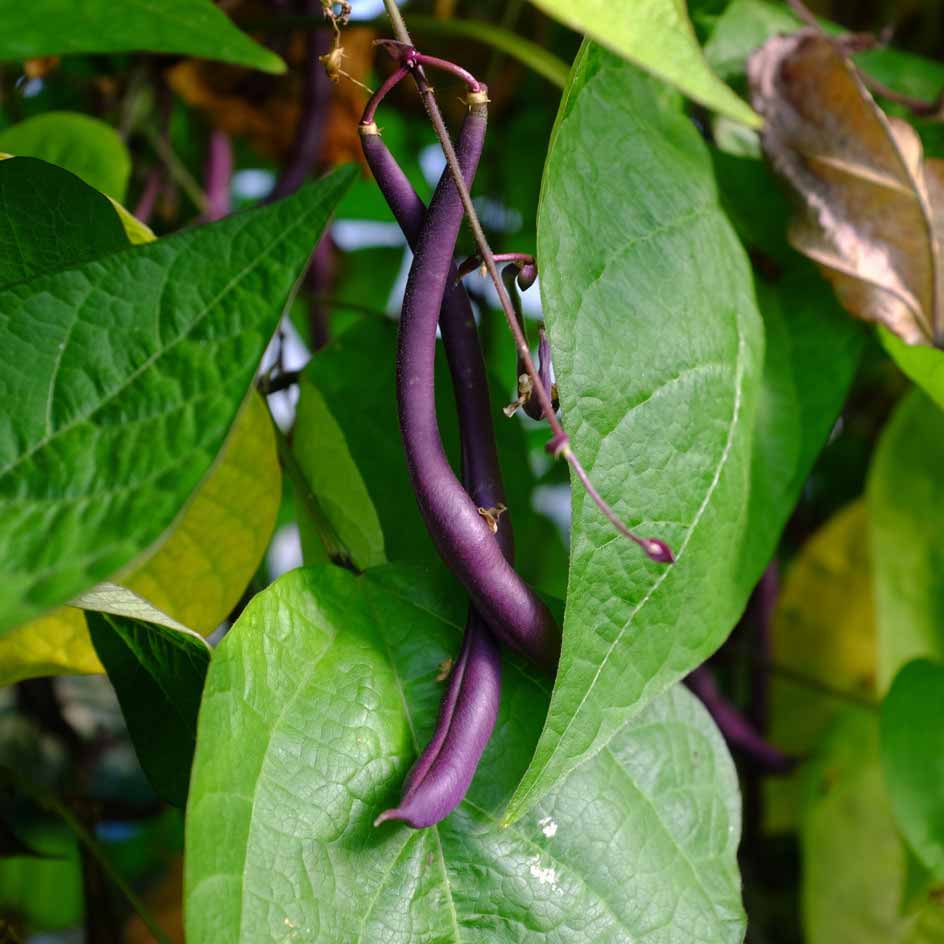 la-bo-te-graines-melissa-graines-haricot-violet-bio image 2