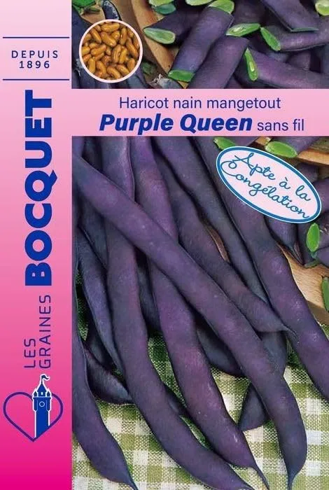 graines-bocquet-haricot-nain-purple-queen-graines-80-g-violet image 1