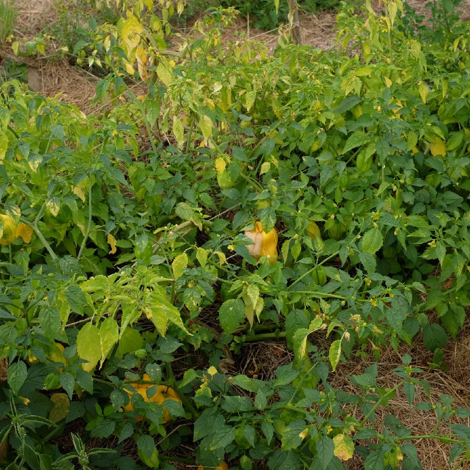 la-bo-te-graines-physalis-queen-of-malinalco-graines-bio image 3