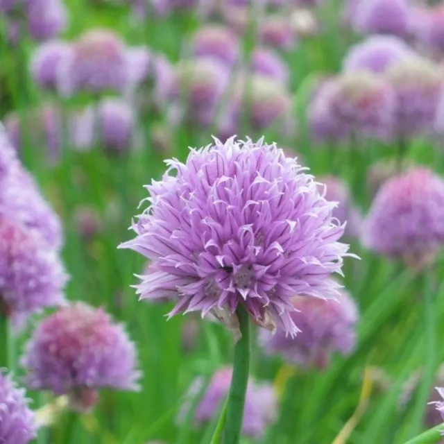 la-bo-te-graines-graines-aromatiques-ciboulette-bio-vivace image 1
