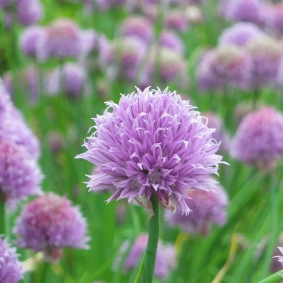 la-bo-te-graines-graines-aromatiques-ciboulette-bio-vivace image 1