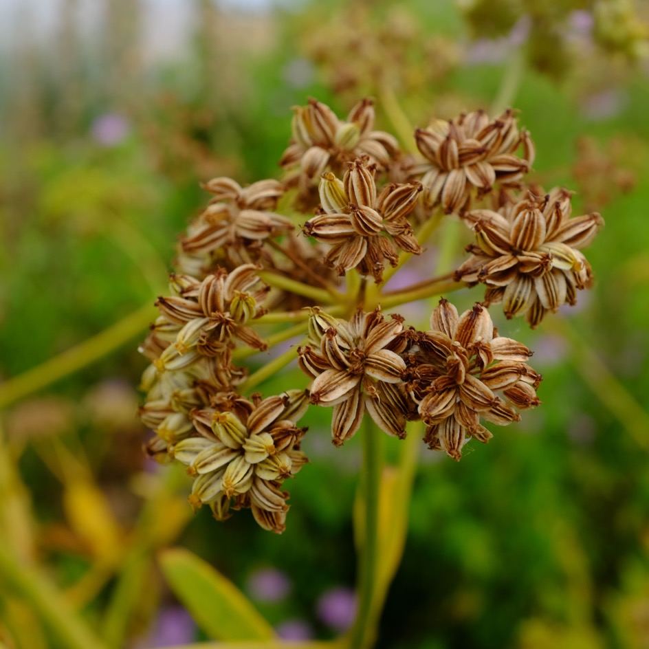 la-bo-te-graines-liv-che-c-leri-perp-tuel-bio-graines-aromatiques-vivaces image 4