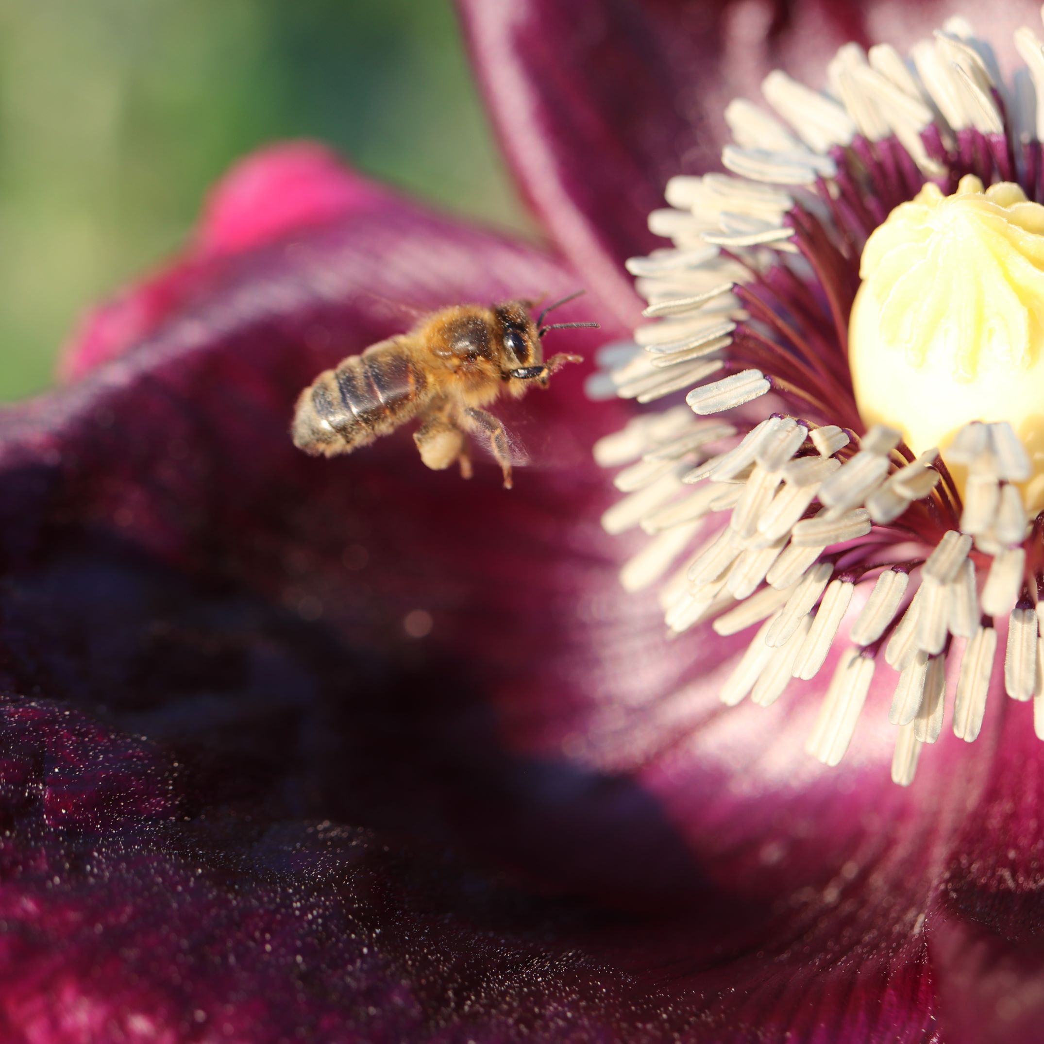 les-semences-de-l-ombelle-pavot-lauren-s-grape-bio-graines-fleurs-violet image 3