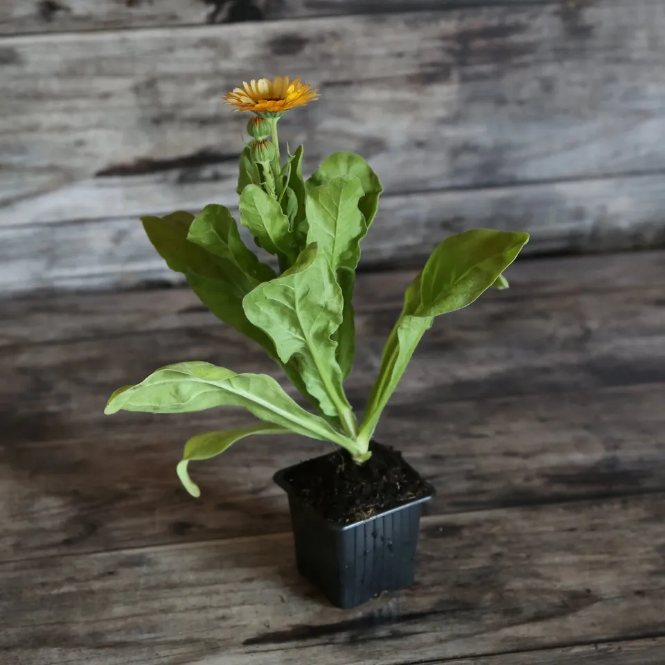 ferme-de-sainte-marthe-souci-corniche-d-or-plant-bio-orange image 1