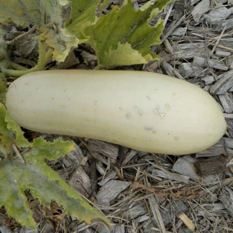 la-bo-te-graines-graines-l-gumes-blanche-de-virginie-graines-courgette-bio image 1