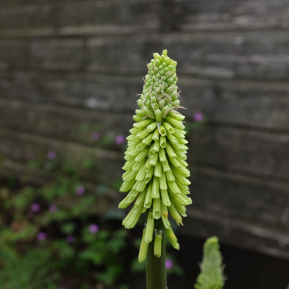 la-bo-te-graines-kniphofia-citrina-bio-graines-fleurs-jaune image 2