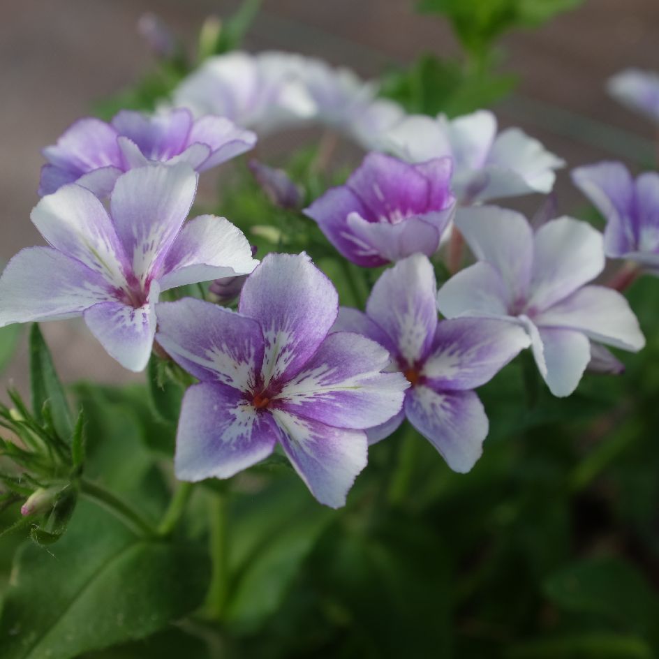 la-bo-te-graines-graines-fleurs-phlox-drummondii-sugar-stars-bio-t image 4