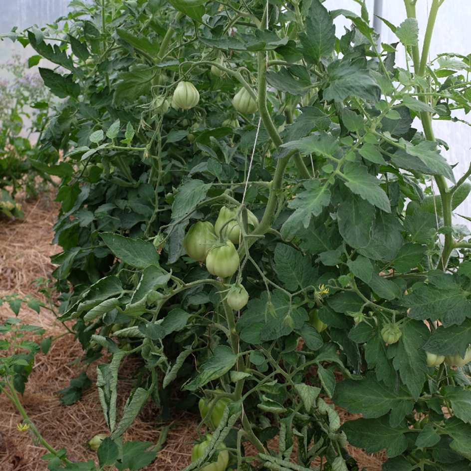 la-bo-te-graines-tomate-goldman-s-italian-american-bio-sauce image 2