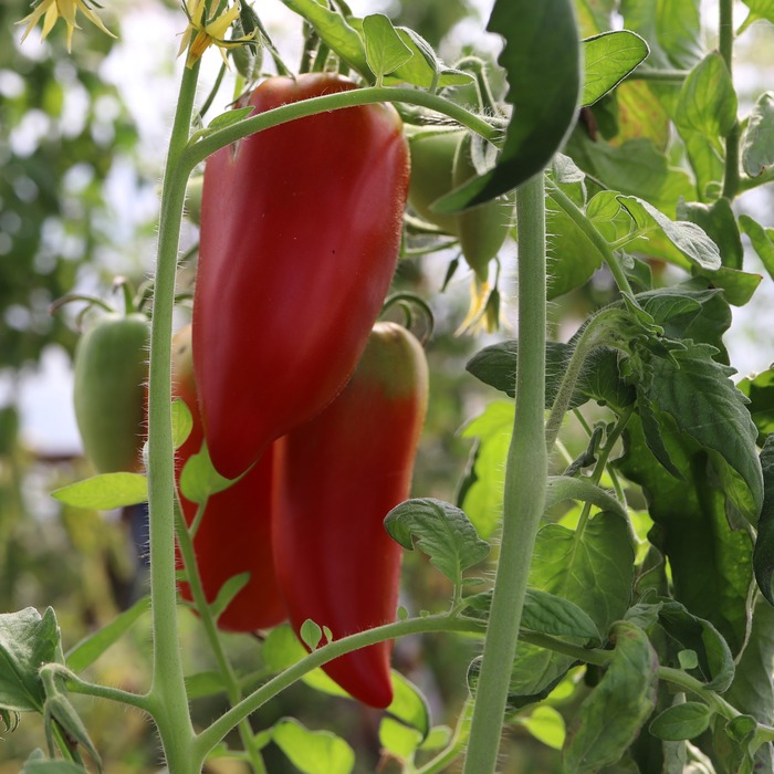 les-semences-de-l-ombelle-tomate-andine-cornue-bio-graines-sauce image 1