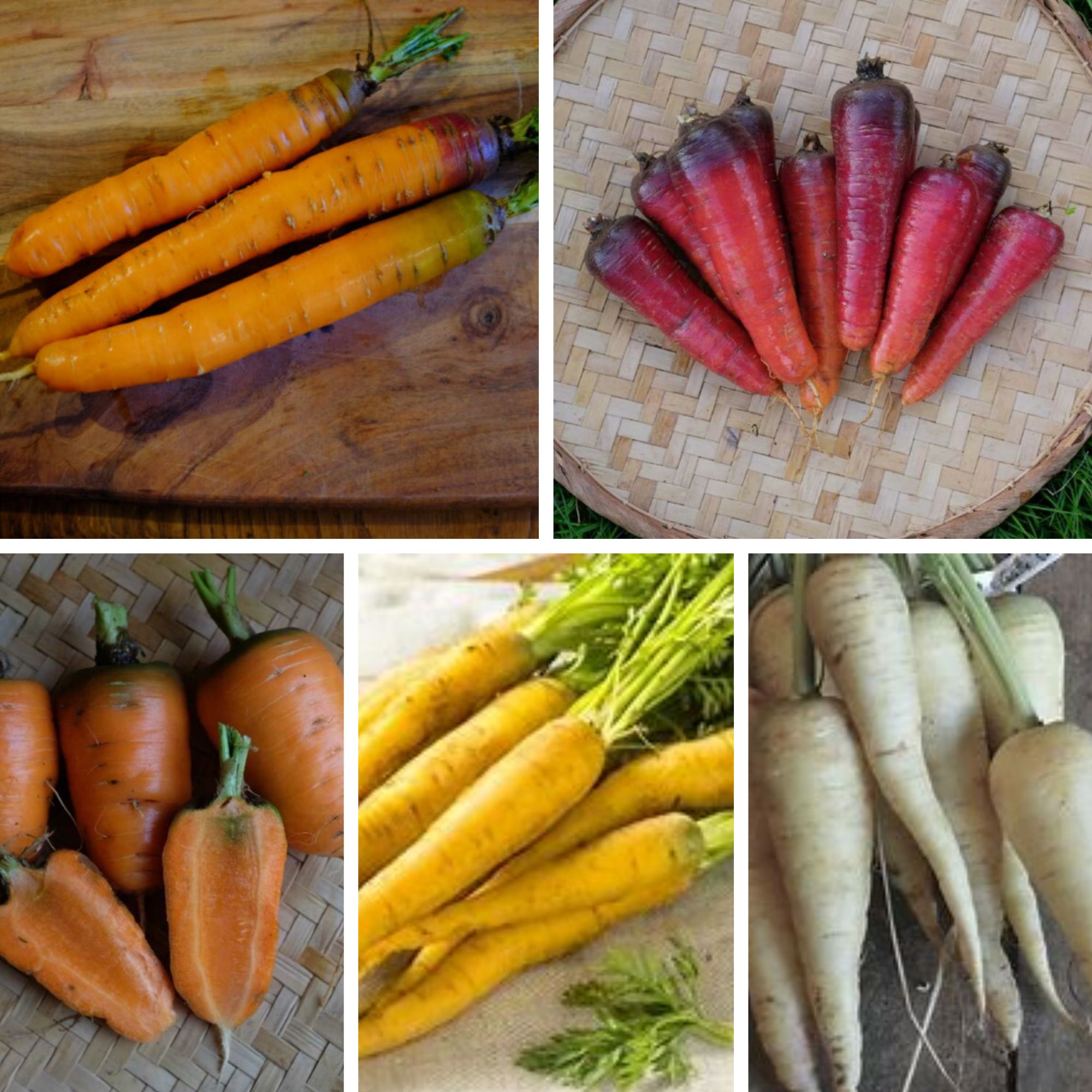 la-bo-te-graines-m-lange-couleur-au-jardin-graines-carottes-bio-couleurs image 1
