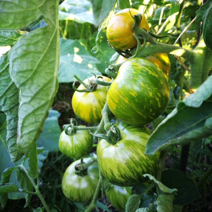 les-semences-de-l-ombelle-tomate-green-zebra-graines-bio-z-br-e image 1