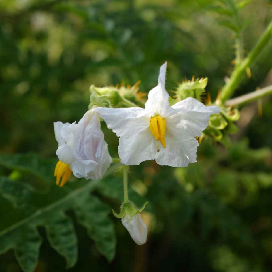 la-bo-te-graines-morelle-balbis-mamoncillos-bio-graines-l-gumes image 3