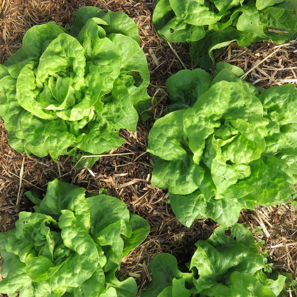 la-bo-te-graines-graines-l-gumes-blonde-de-doulon-bio-t image 2
