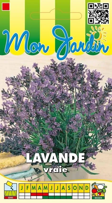 graines-bocquet-lavande-officinale-vraie-fleur-vivace-1-g image 1