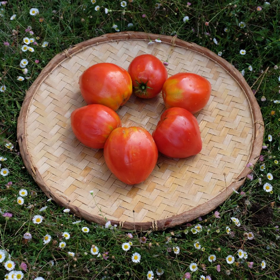 la-bo-te-graines-graines-l-gumes-tomate-c-ur-de-b-uf-j-rusalem-bio image 4