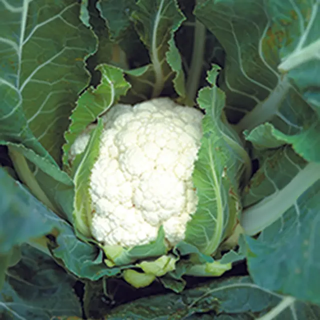 ferme-de-sainte-marthe-graines-potag-res-chou-fleur-tardif-d-angers-bio image 1
