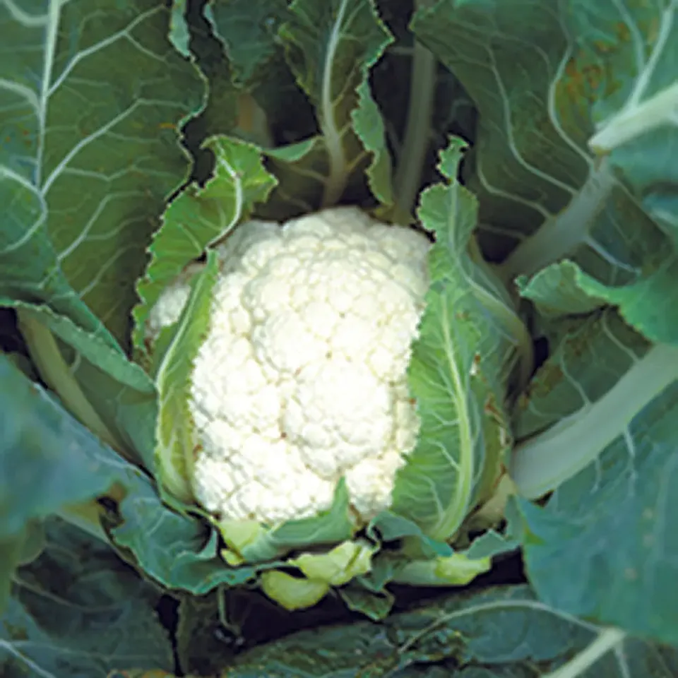 ferme-de-sainte-marthe-graines-potag-res-chou-fleur-tardif-d-angers-bio image 1
