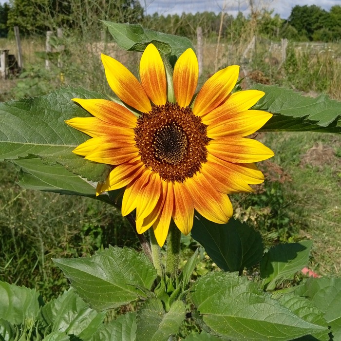 les-semences-de-l-ombelle-tournesol-en-m-lange-graines-bio-fleurs image 3