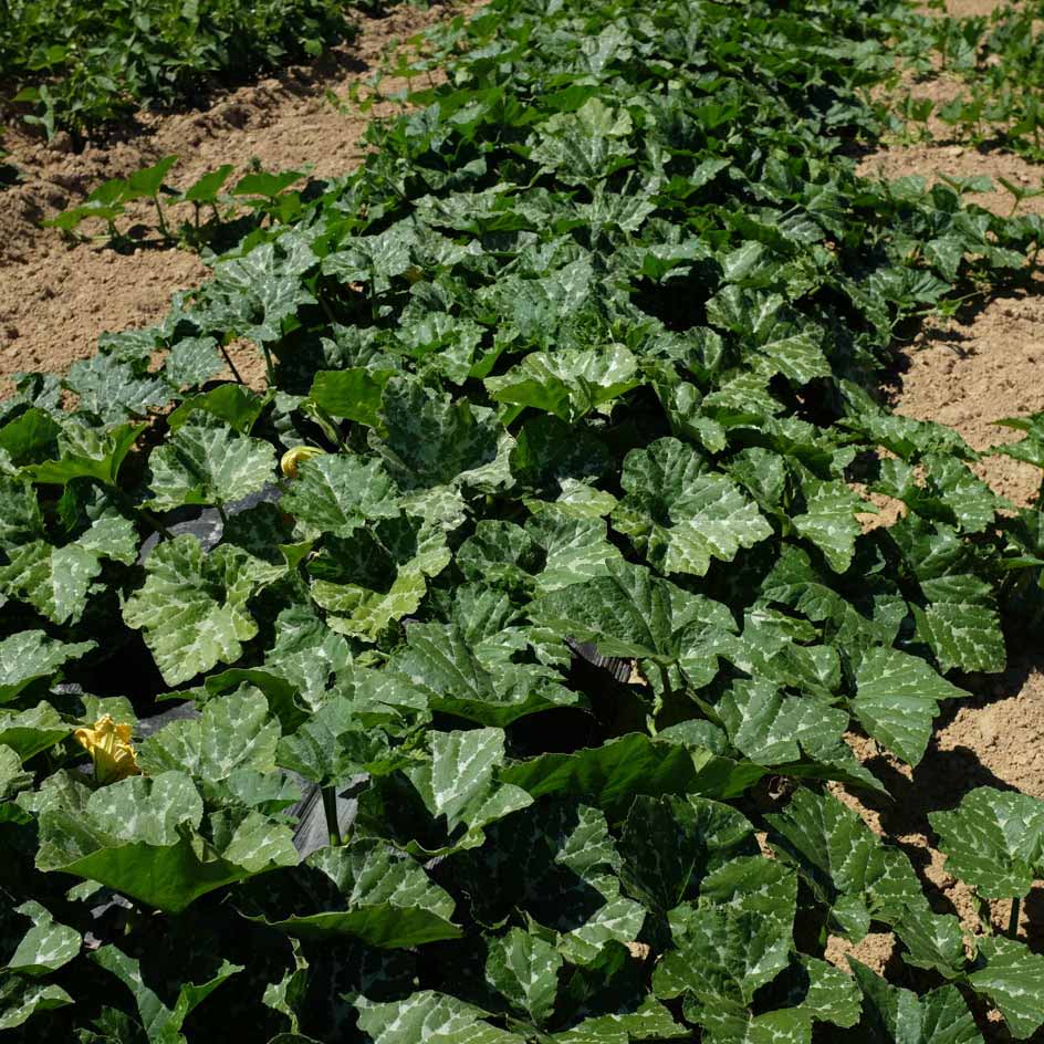 la-bo-te-graines-courge-musqu-e-de-provence-graines-bio image 3