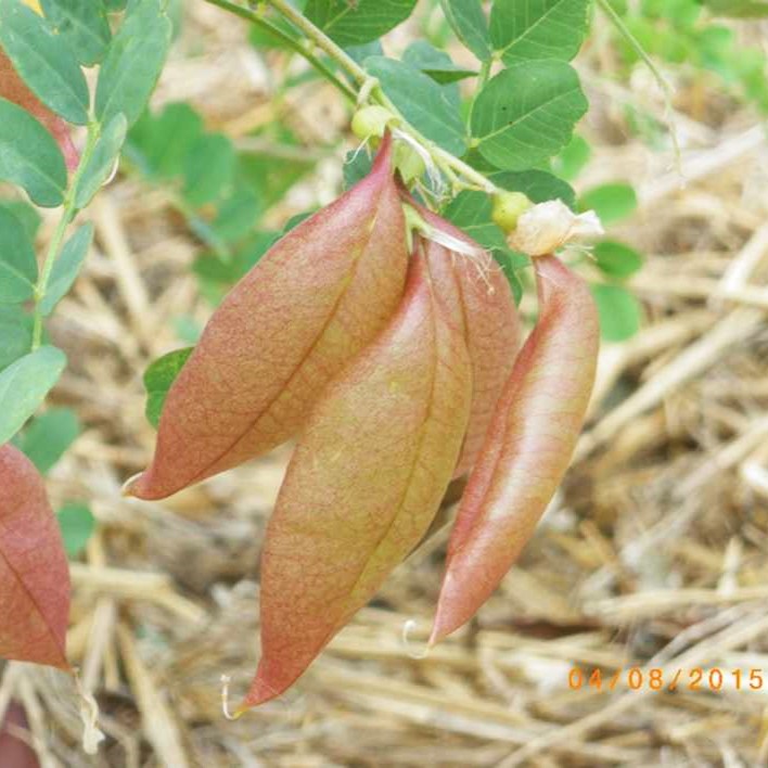 la-bo-te-graines-baguenaudier-graines-fleurs-bio-arbuste image 3