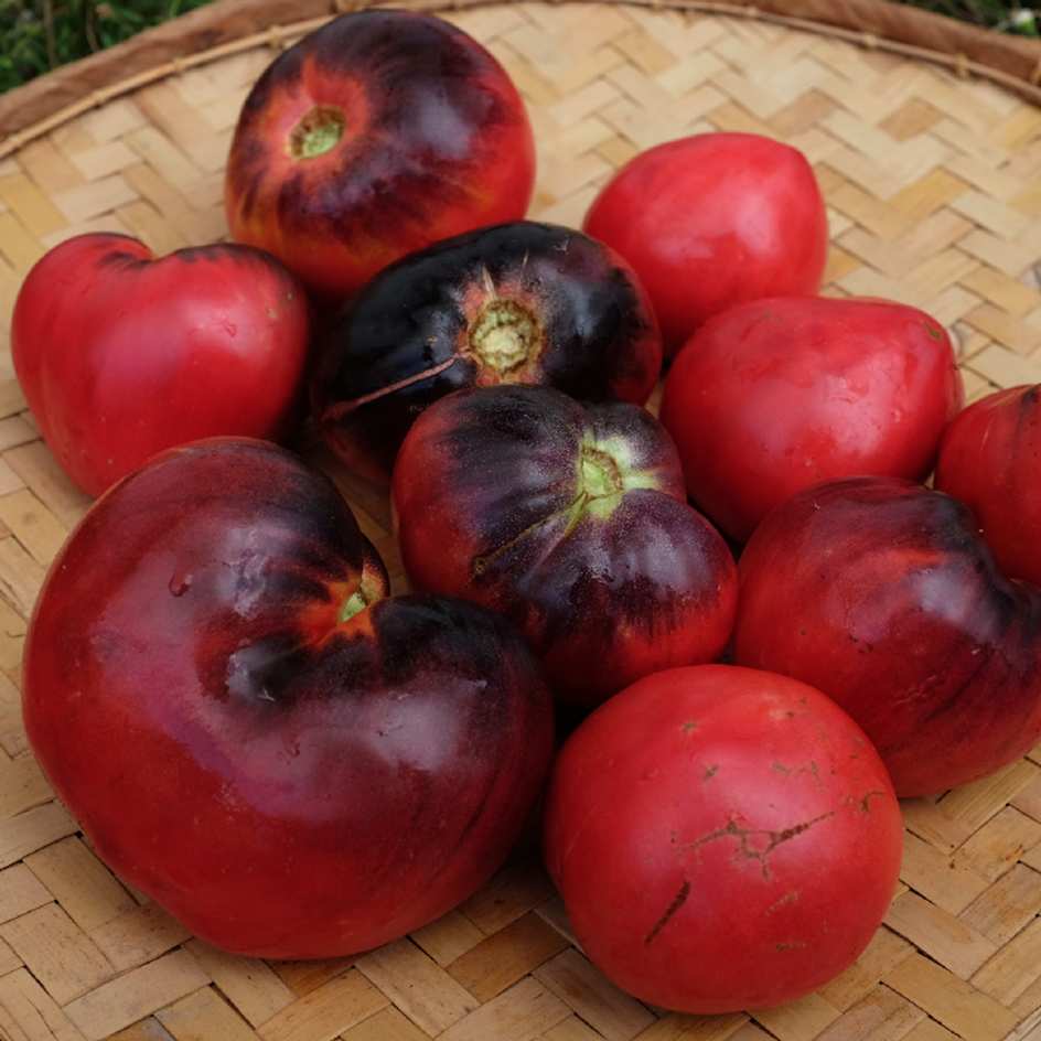 la-bo-te-graines-tomate-c-ur-de-b-uf-bleu-bio-graines-mi-saison image 2