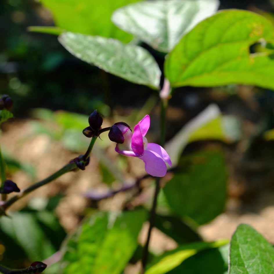la-bo-te-graines-haricot-purple-queen-graines-bio image 2