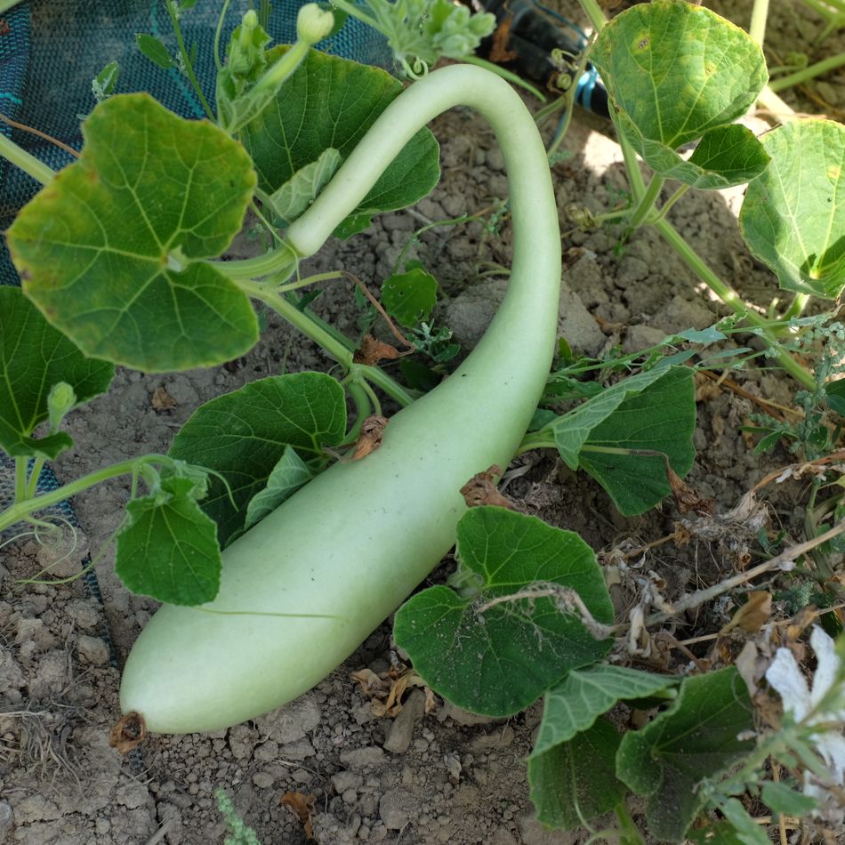 la-bo-te-graines-gourde-penis-shield-graines-fleurs-bio-allong-e image 1