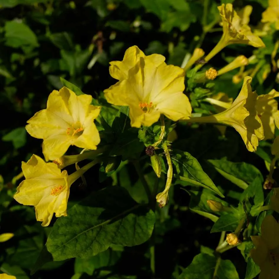 la-bo-te-graines-belle-de-nuit-jaune-graines-fleurs-bio image 1