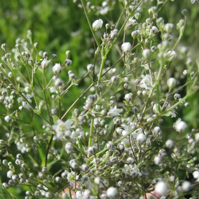 ferme-de-sainte-marthe-gypsophile-snowflake-bulbes-fleurs-blanc image 1