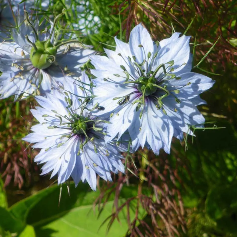 la-bo-te-graines-nigelle-de-damas-mix-bio-graines-fleurs image 1
