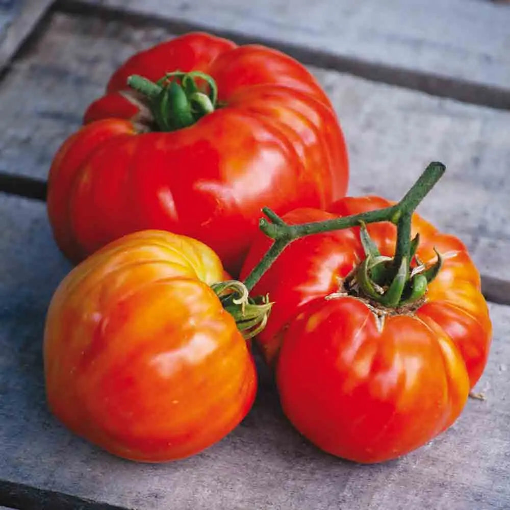 ferme-de-sainte-marthe-tomate-sainte-lucie-graines-bio-tardive image 1