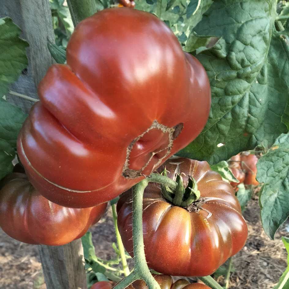 la-bo-te-graines-tomate-purple-calabash-graines-l-gumes-bio image 2