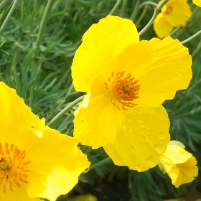 la-bo-te-graines-graines-fleurs-hunnemannia-fumariifolia-fleur-bio image 1
