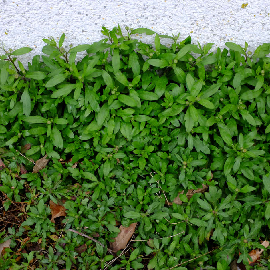 la-bo-te-graines-p-querette-des-murailles-bio-graines-fleurs-vivace image 4