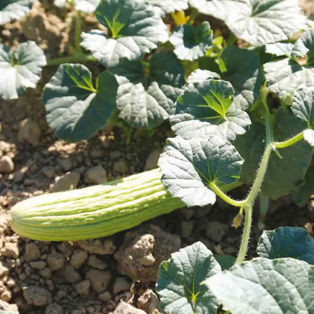ferme-de-sainte-marthe-arm-nien-melon-concombre-graines-bio-doux image 1