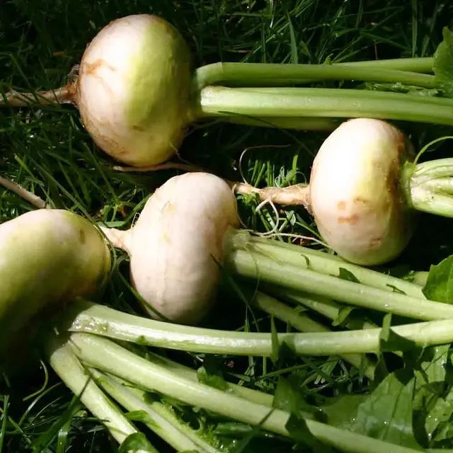 ferme-de-sainte-marthe-platte-witte-mei-navet-bio-blanc image 1