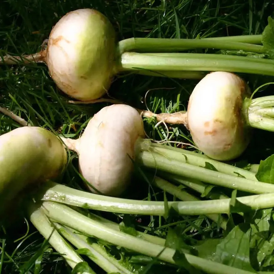 ferme-de-sainte-marthe-platte-witte-mei-navet-bio-blanc image 1