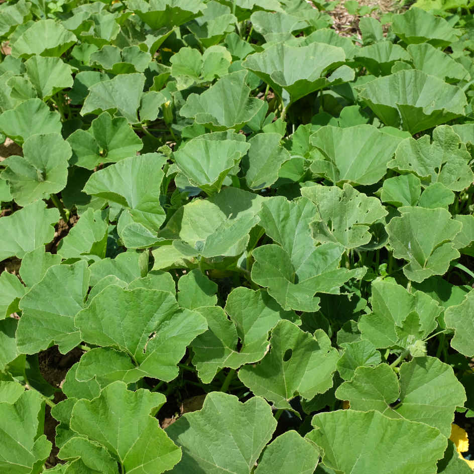 la-bo-te-graines-graines-l-gumes-potiron-buttercup-bio-graines-chair-sucr-e image 3