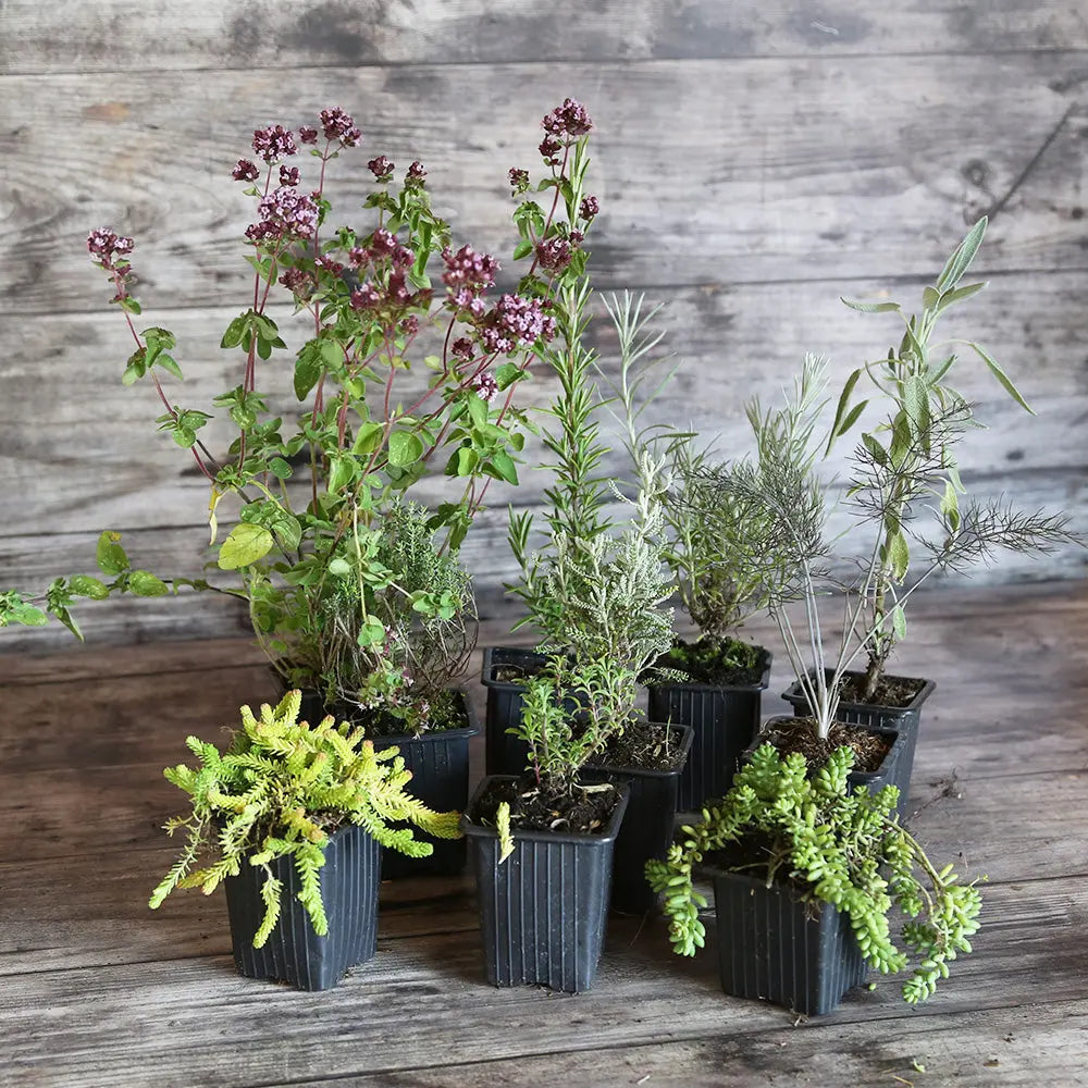 ferme-de-sainte-marthe-collection-9-plants-aromatiques-soleil-lot image 2