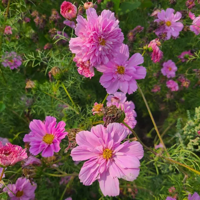 la-bo-te-graines-double-click-rose-bonbon-graines-cosmos-bio image 1