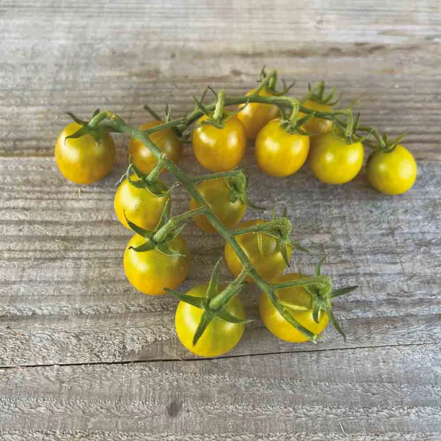 ferme-de-sainte-marthe-tomate-green-grape-graines-cerise-bio image 1