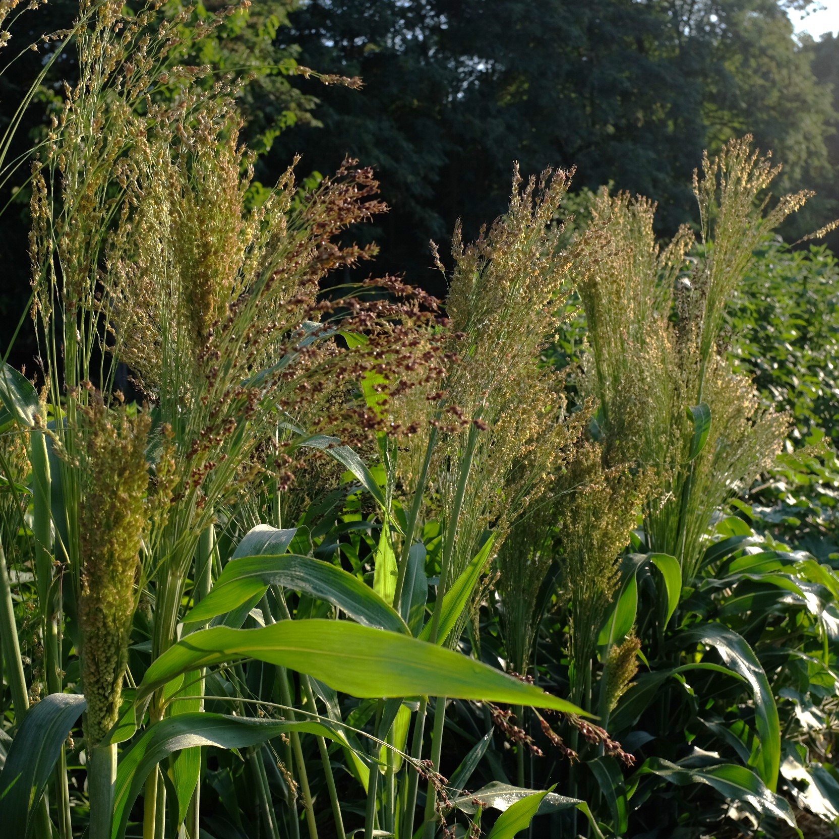 la-bo-te-graines-graines-l-gumes-sorgho-dwarf-mayo-bio-semences image 1