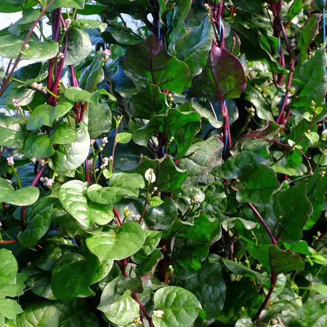 ferme-de-sainte-marthe-graines-potag-res-baselle-rubra-bio-sachet image 1